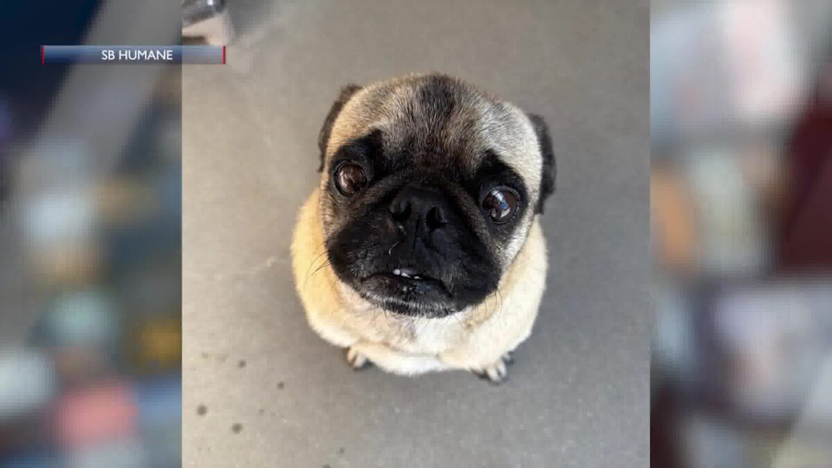 Meet Pugsley! The Pug You’ll Want to Take Home Immediately