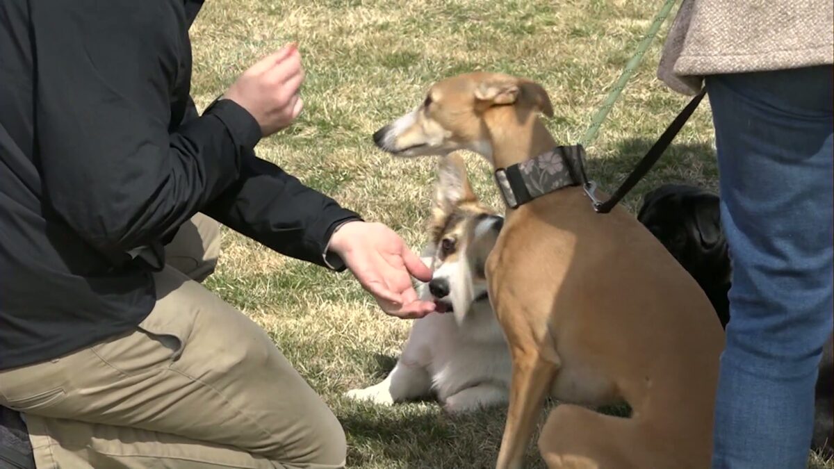 Pet-friendly Second Saturday Paws and Pints event debuts in Bend’s Old Mill District
