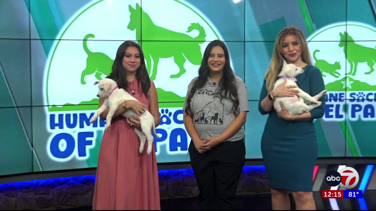 2 shepherd-mix puppies looking for forever home on National Adoption Week