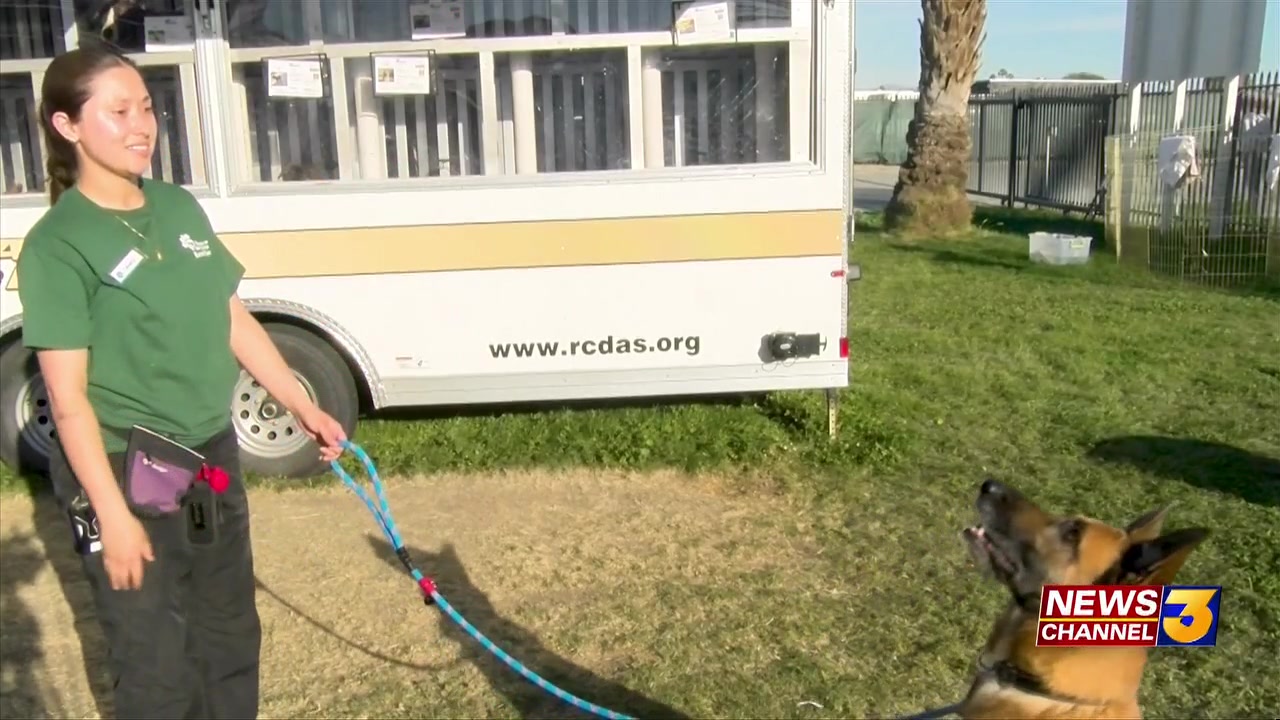 Riverside County Animal Services brings free dog adoptions to Riverside County Fair