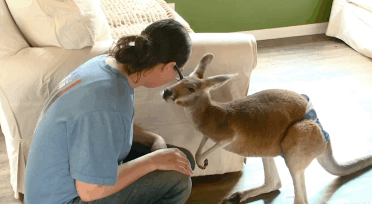 A kangaroo that escaped from his home at Sunshine Farm in Necedah has been safely returned after a multi-day search effort that involved volunteers
