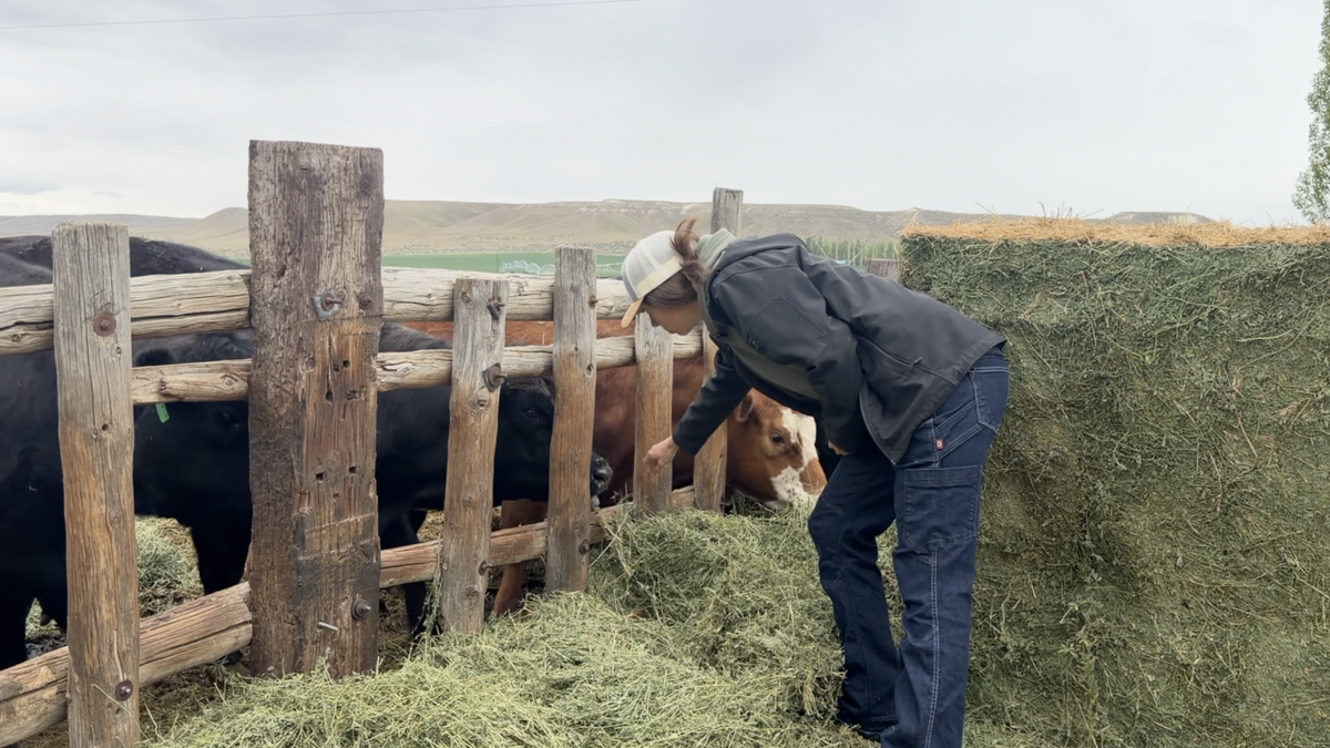 Farmers struggle to find field workers as many are ‘living in fear’ amid rising immigration enforcement