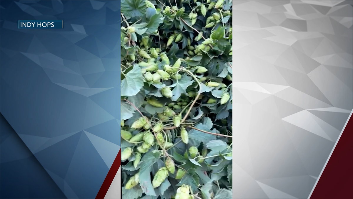 Bend brewery highlights sustainable hops and natural growing practices