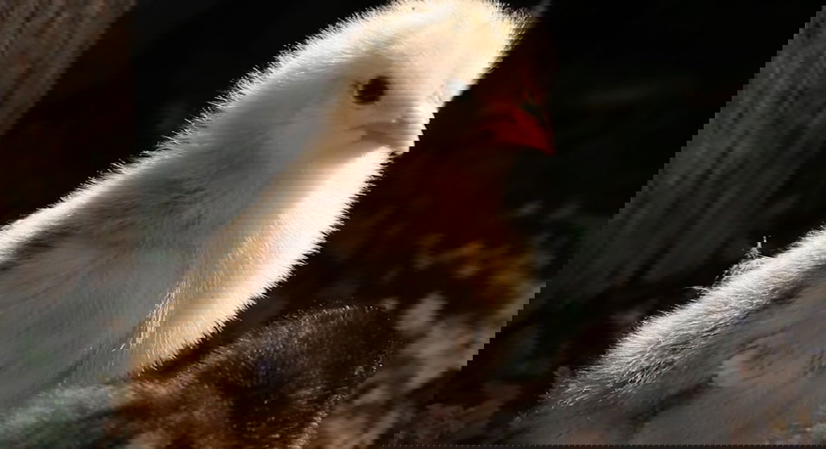 Caution with chicks: Oregon health officials urge you not to give baby poultry as Easter gifts