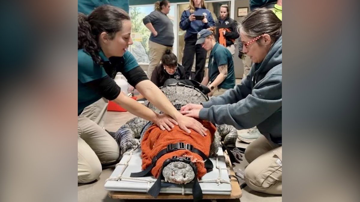 The Croc will see you now: 400-Pound Crocodile visits U of U Health for CT Scan