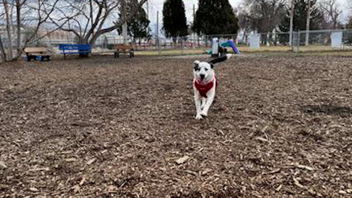 Bannock Bark Park closed this week for tree removals