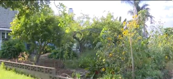 Michael Sherman's "Food Forest" grows a variety of fruits and vegetables that he uses daily