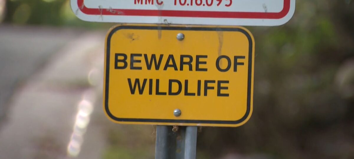 A Southern California state senator has proposed a new law that would prevent euthanasia in the state's wildlife just a month after a mother bear was put down for swiping at a woman in Monrovia