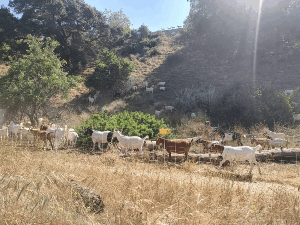 Around 600 goats are grazing the Arroyo Seco