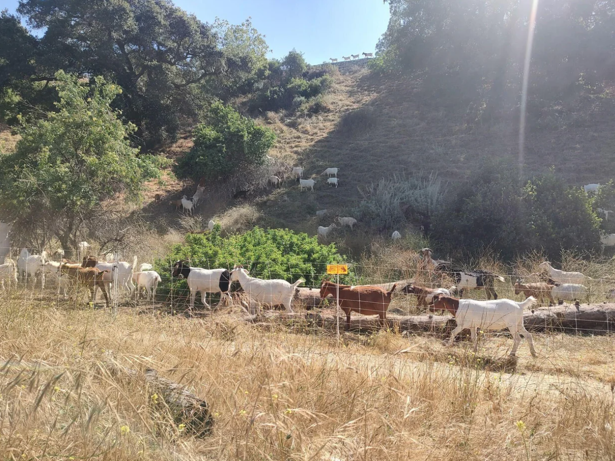 Around 600 goats are grazing the Arroyo Seco