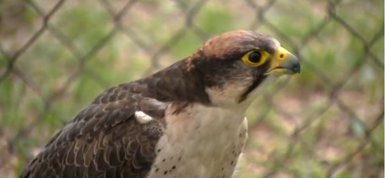 A break-in at West Coast Falconry in Marysville has left five birds missing