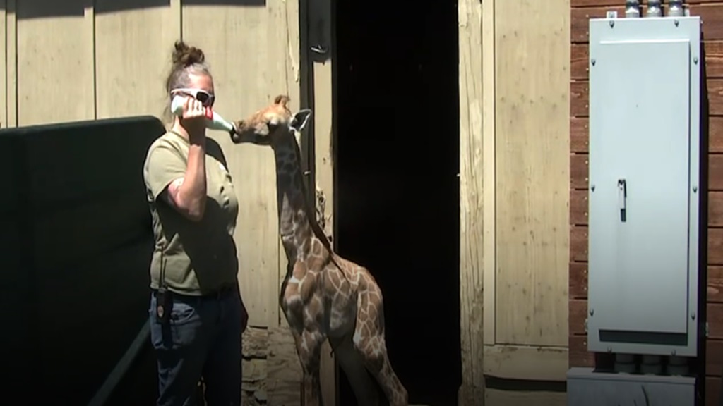 A baby giraffe at Safari West in Santa Rosa is being bottle‑fed goat milk from a Coke bottle after a rocky start to life.