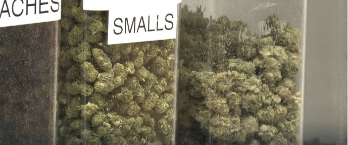 Arizona Senate Bill 1725 would classify "excessive" marijuana smoke or odor that drifts onto someone else's property as a public and private nuisance. The bill passed the Senate with a 20-9 vote on March 9