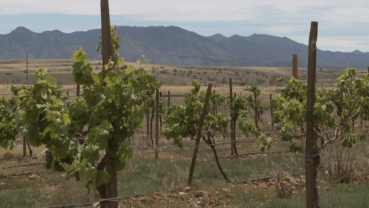 Sonoita is one of the fastest-growing wine regions in the country