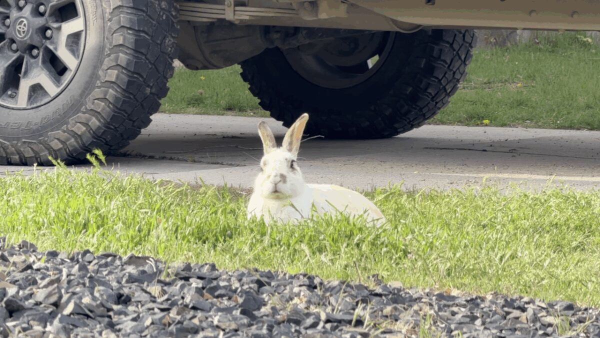 Feral rabbits are causing chaos and property damage for residents living on the Boise Bench.
