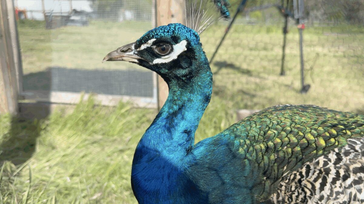 Ivan joined the Bowhay family as a young peacock and quickly became Emmett’s most colorful escape artist — walking downtown