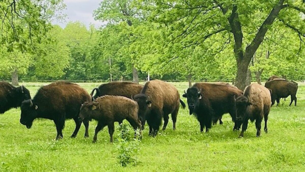 At Dynamite Bison Ranch on Mingo and 66th Street