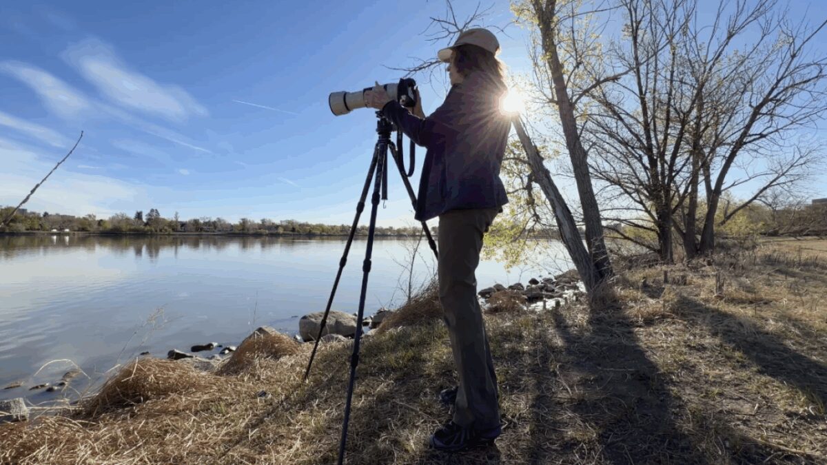 The unexpected pelicans of Colorado hold a special meaning for an award-winning wildlife photographer.