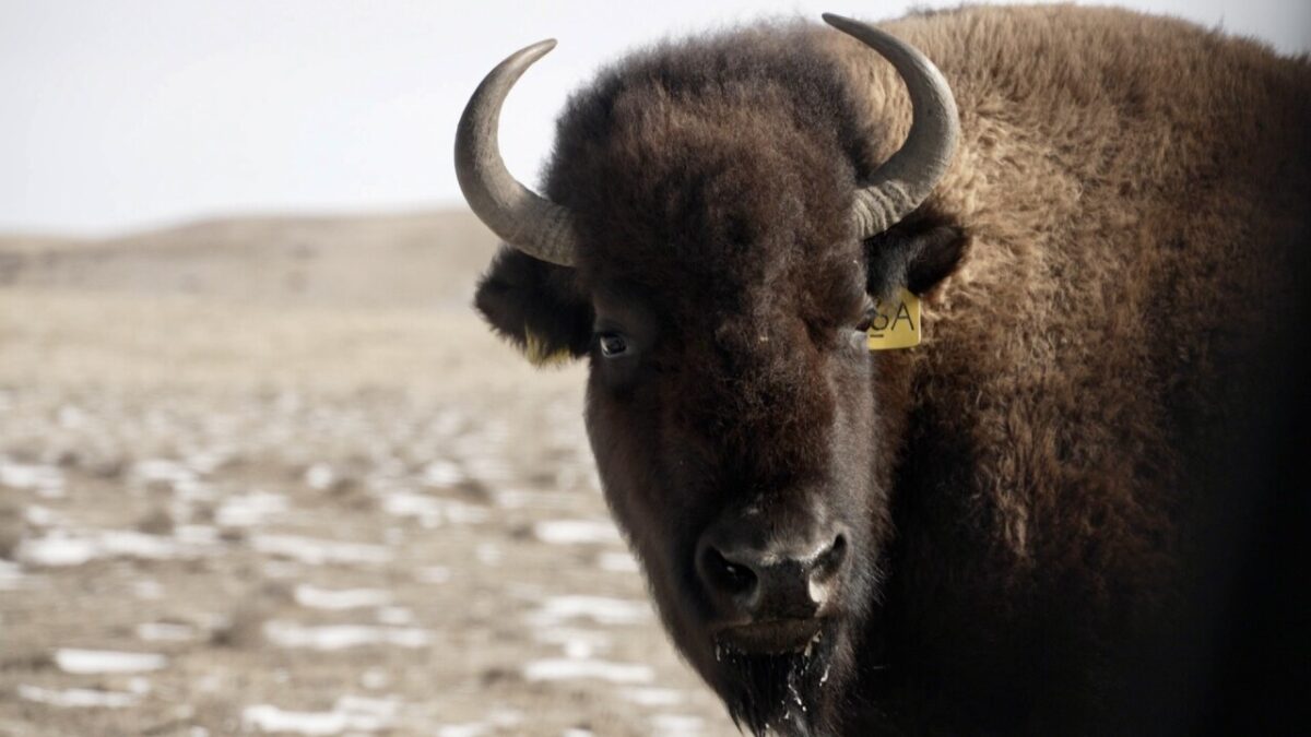 The American bison's story could have ended in extinction — but the species endures
