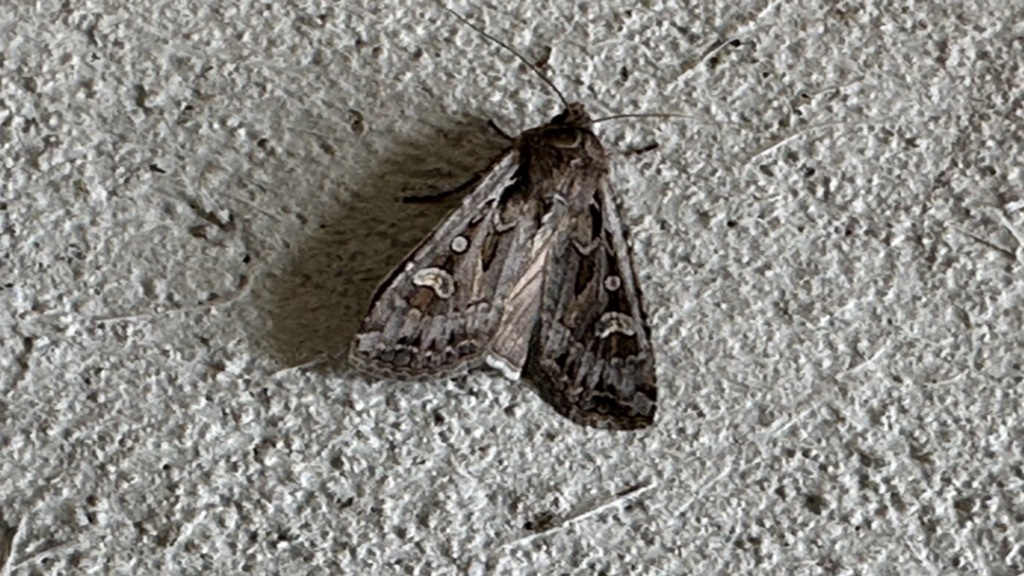 Even though we won't start to see miller moths until May