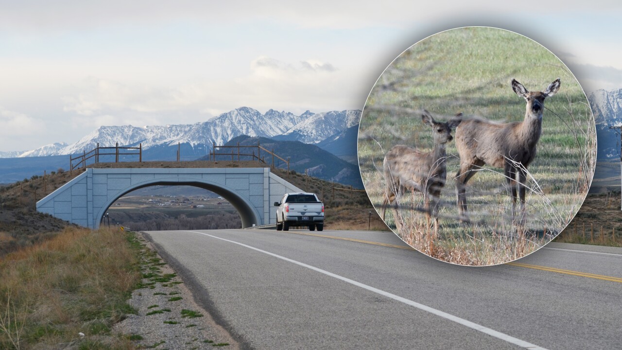 Mule deer cross an overpass above Highway 9 in Grand County.