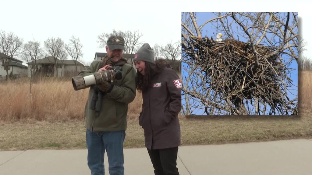 Nebraska's bald eagle population is thriving