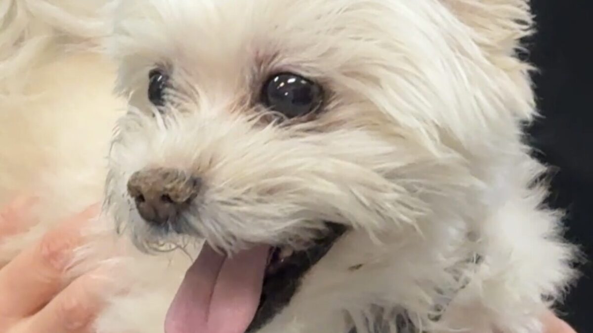 For the fourth straight year