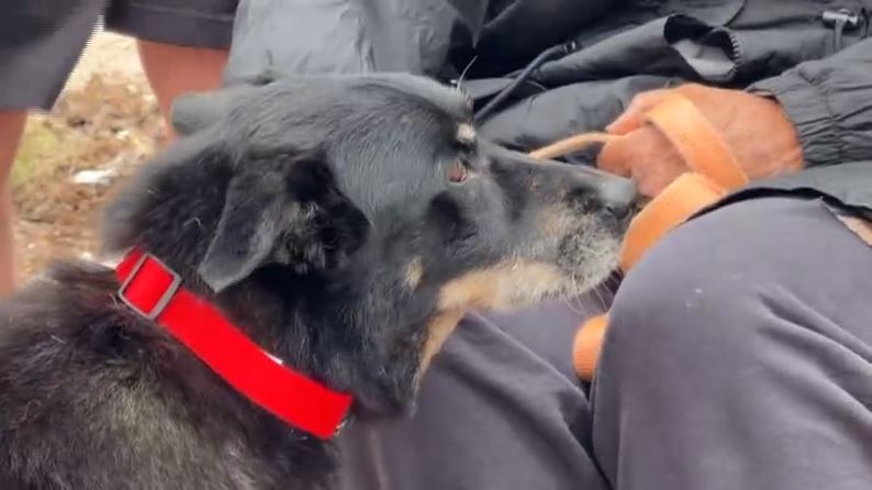 A dog named Pup was rescued after being trapped under rubble for 44 hours following an EF-4 tornado in Enid