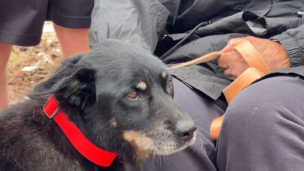 An Oklahoma family is holding on to a miracle after their dog survived almost two days in the rubble caused by an EF-4 tornado that leveled dozens of homes in Enid.