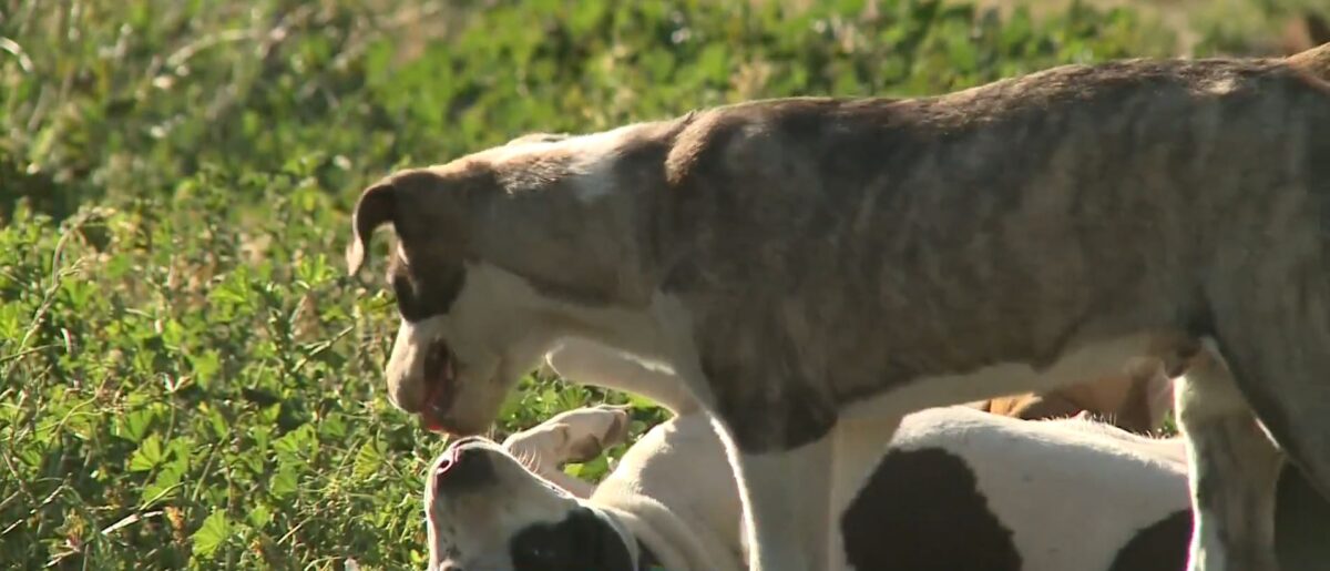 Animal rescue groups in San Joaquin County say Stockton is facing a growing problem with abandoned and stray dogs