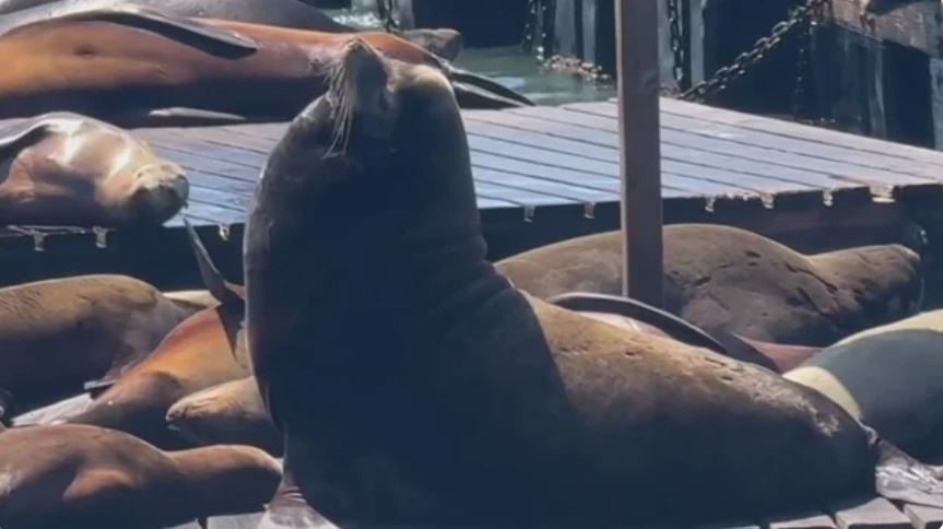 The Stellar sea lion dubbed "Chonkers" has become a star among the hundreds of barking and pungent pinnipeds that have taken over at Pier 39's K-Dock.