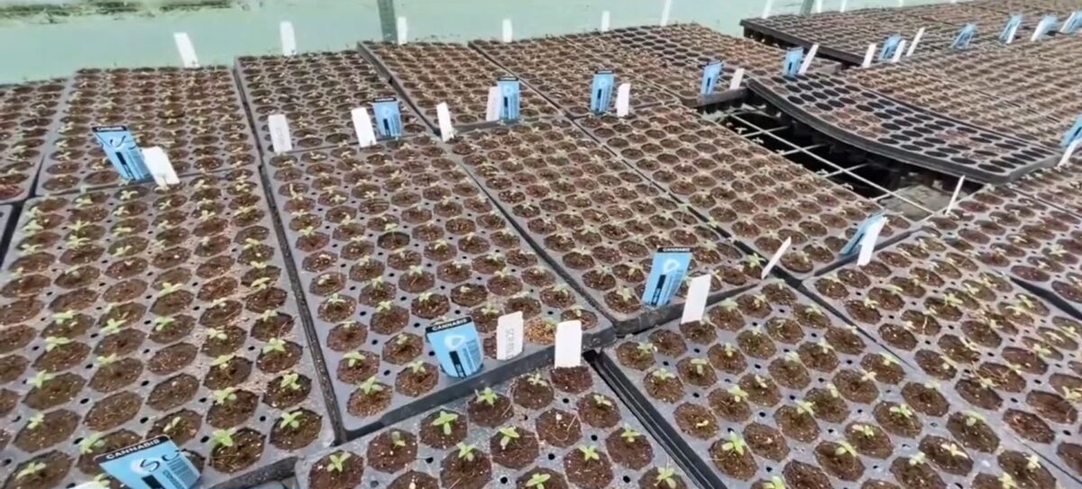 November will mark 10 years since the passage of Prop 64