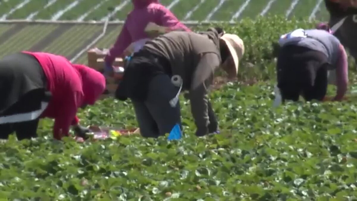 Heavy rain and warm weather in Santa Cruz County are creating challenges for strawberry farmers