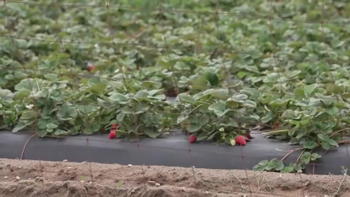 Agriculture is one of the pillars of San Luis Obispo County