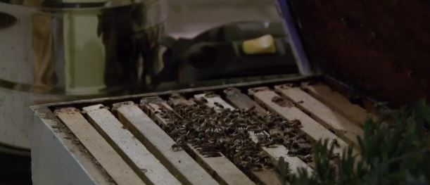 Homeowner surprised by swarm of 30