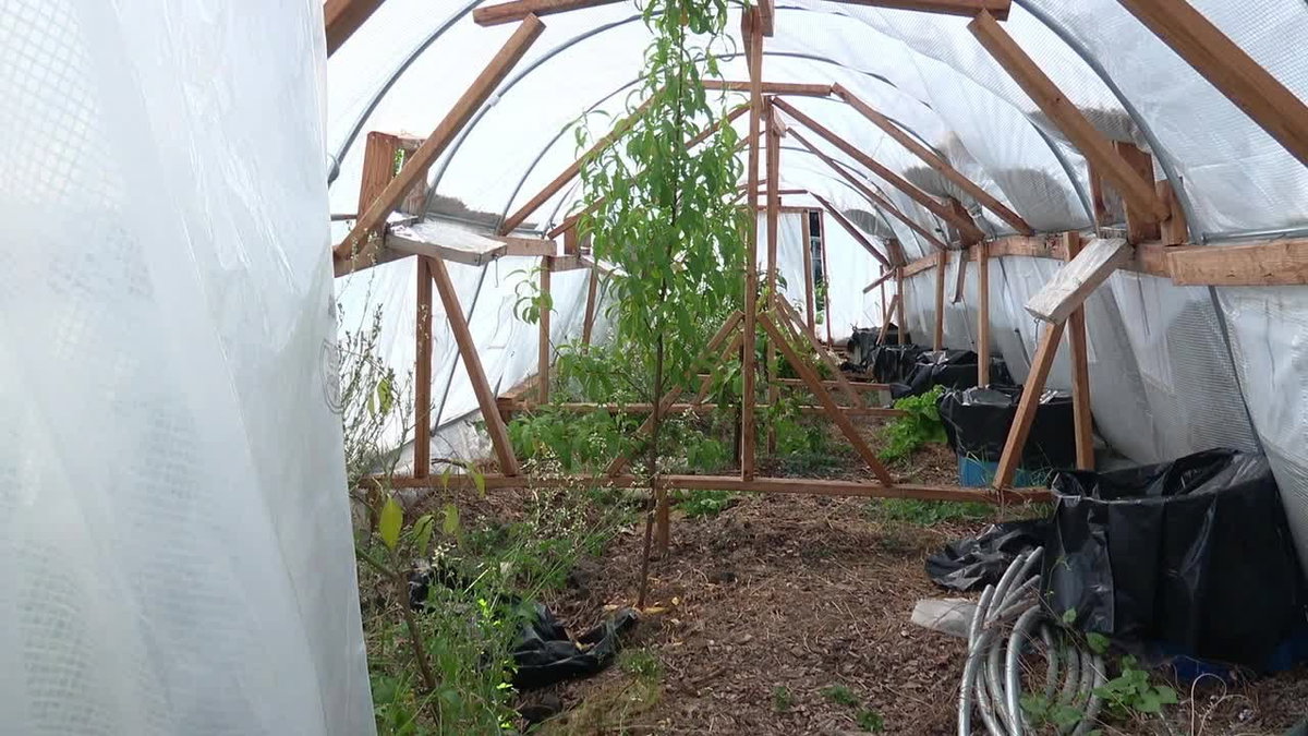 This farmer credits homemade ‘Hobbit Hole’ greenhouse with saving crops from freeze