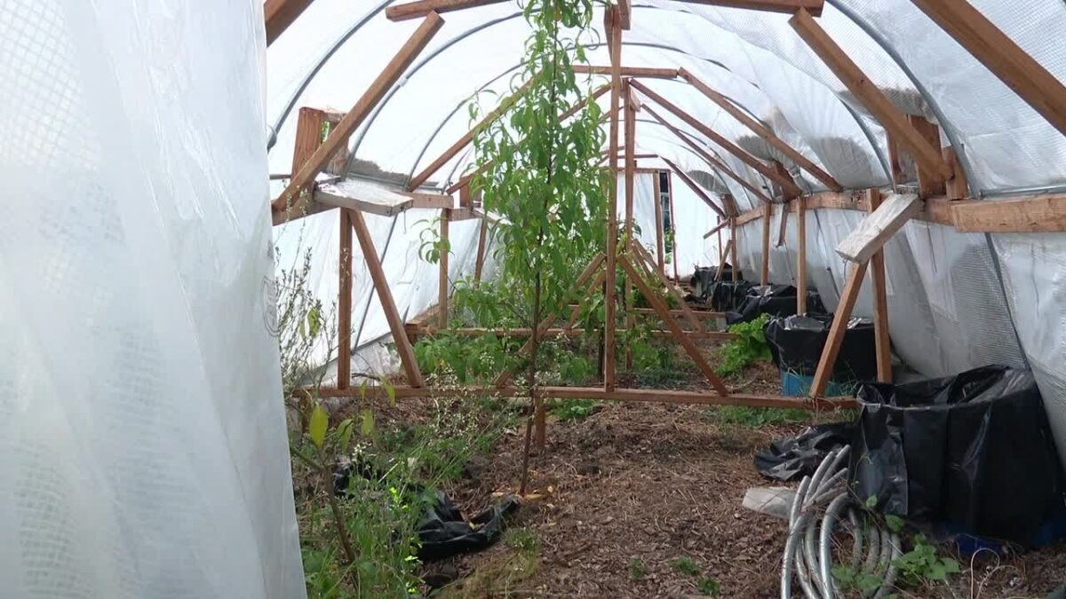 Chad Midgley called his greenhouses “a miracle.”