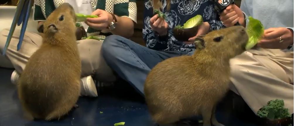 Capy Hour Café opens its doors Friday and offers customers 30- and 45-minute sessions to interact with what many consider the world's happiest animals. The business combines a coffee shop atmosphere with the opportunity to feed and socialize with the large South American rodents.