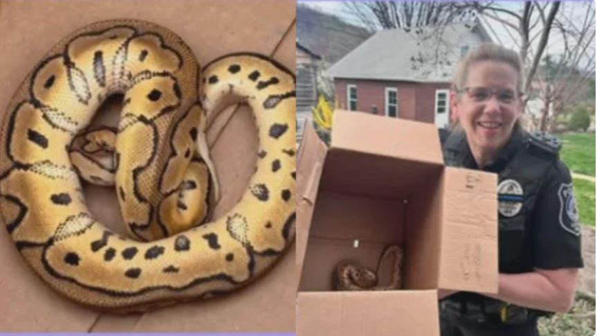 Police recovered a python that was left behind in an Uber driver's car after picking up two passengers from a Philadelphia reptile show.