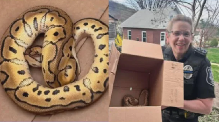Police recovered a python that was left behind in an Uber driver's car after picking up two passengers from a Philadelphia reptile show.