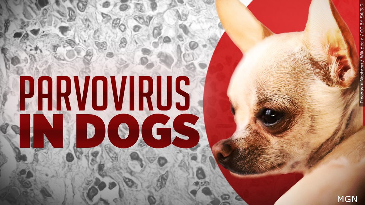 Protect your pup: Local Vets emphasize pet vaccinations amid Parvo Awareness Day