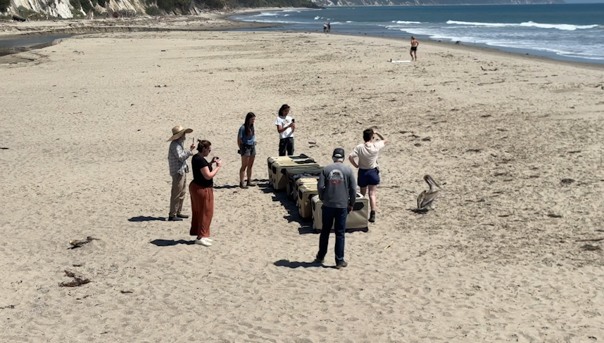 Central Coast Seabird Release Offers Hope Amid Rescue Surge