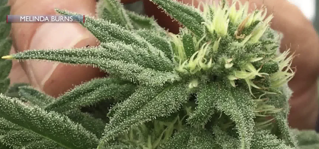 Nine Cannabis Operators Miss County Scrubber Deadline