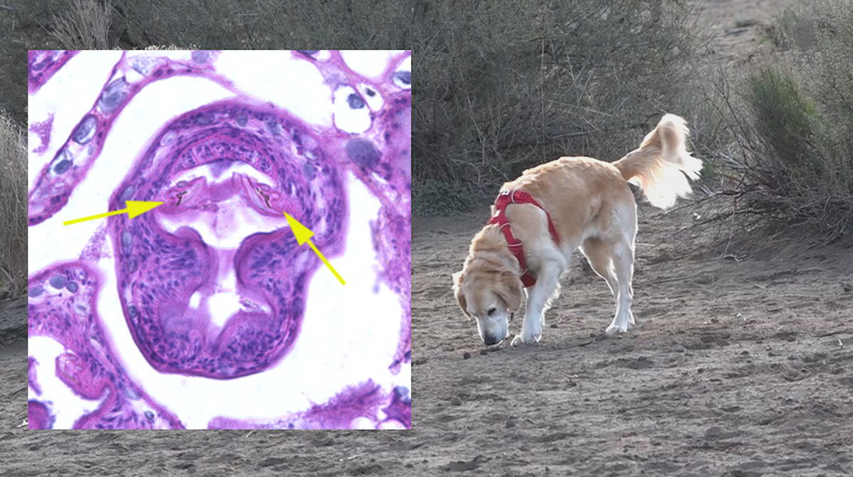 Parasite Alert: Central Oregon veterinarian urges dog owners to de-worm pets