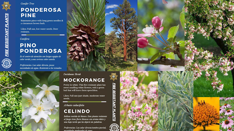 Jefferson County Sheriff’s Office shares defensible space landscaping tips