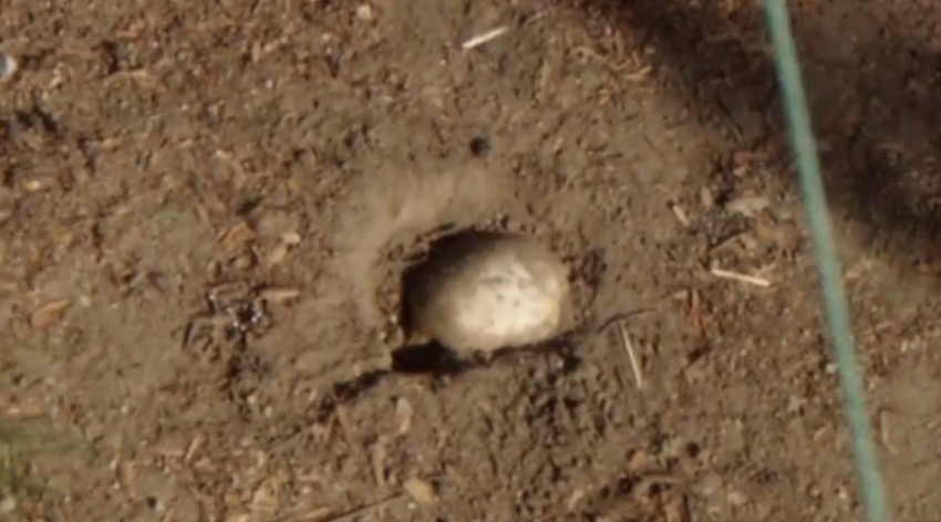 The possible human skull that a family found during an Easter egg hunt is pictured at DeForest Park on Sunday