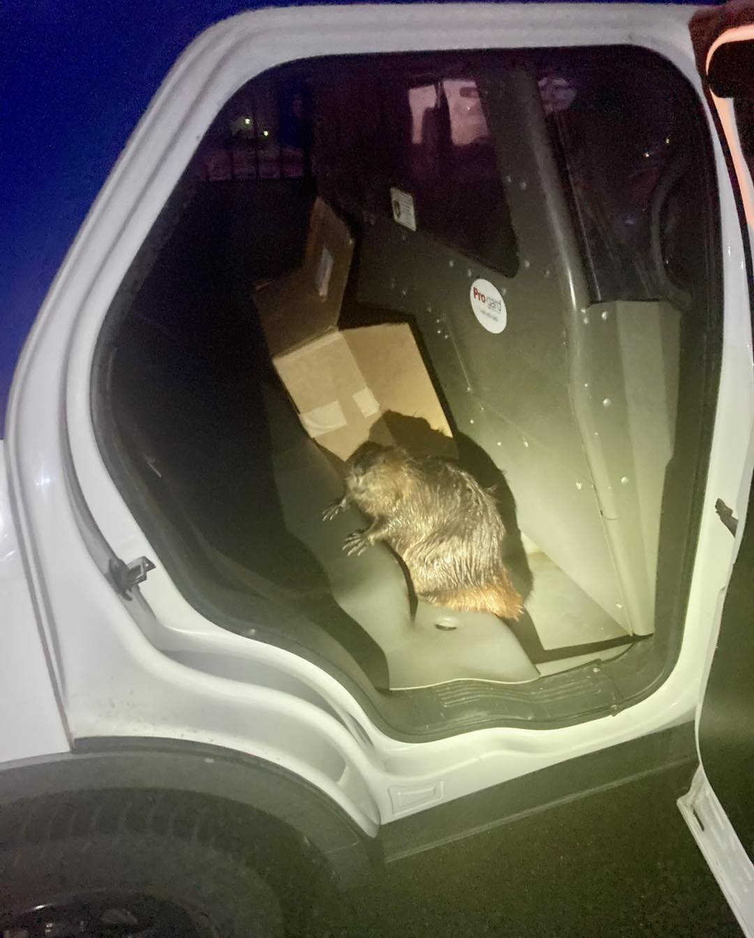 The furry bandit was captured by police in Toms River