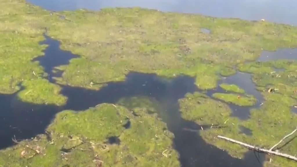 Researchers and environmental advocates gathered at Florida Southwestern State College to address the health and environmental impacts of harmful algal blooms