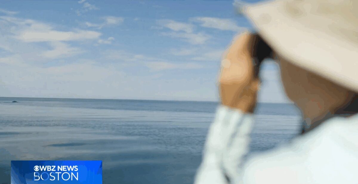 Dr. Ashley Jester said newly found 1949 whale recording is critical discovery.