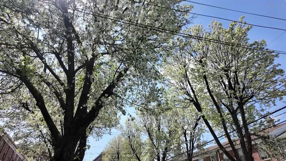 New Jersey is banning more than two dozen invasive trees and plants